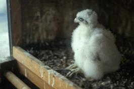 Photo of peregrine falcon chick sitting in nesting box
