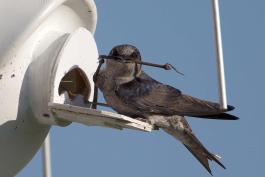 Photo of a female purple martin carrying stick at entrance to martin box