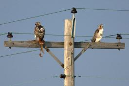 Photo of two red-tailed hawks perched on a utility pole