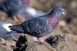 Photo of a gray rock pigeon standing among rocks