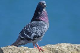 Photo of a gray rock pigeon standing on a rock