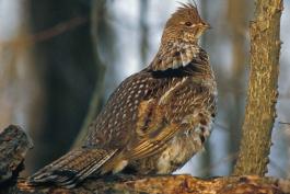 Photo of ruffed grouse standing on a log