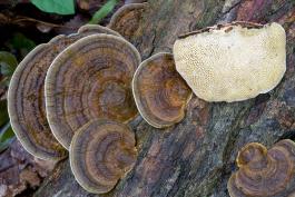 Photo of a thin-maze flat polypore, a bracket fungus, showing concentric rings