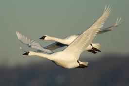 Photo of two trumpeter swans flying