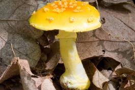Photo of an unknown amanita mushroom with a yellow cap