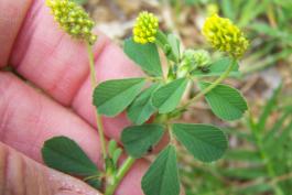 Photo of black medick, a yellow, cloverlike wildflower, held in a hand