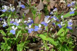 Photo of blue-eyed Mary plants with flowers