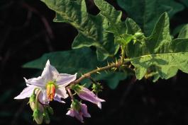 Photo of horse nettle flowers and leaves