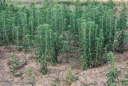 Photo of several horseweed plants
