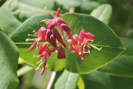 Photo of limber honeysuckle flowers