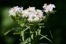Photo of slender mountain mint flowers