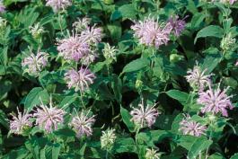 Photo of wild bergamot or horsemint plant with pale purple blooms