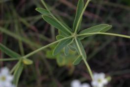 Photo of flowering spurge leaf whorls around branching points