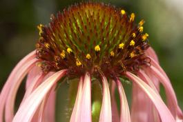 Photo of glade coneflower flowerhead showing yellow pollen