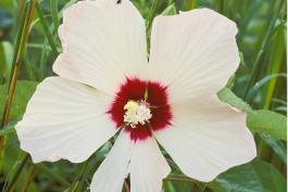 Photo of hairy rose mallow flower