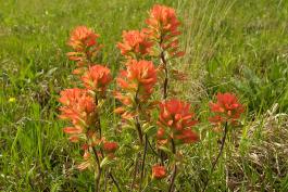 Photo of a cluster of Indian paintbrush stalks in bloom