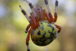 Marbled orbweaver spider in web