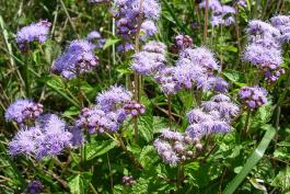 Photo of mist flower or wild ageratum plants with flowers
