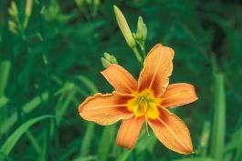 Photo of orange day lily flower