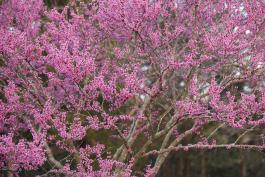 Photo of an eastern redbud tree in bloom