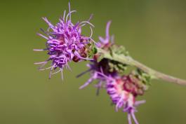 Photo of rough blazing star showing flowerheads at tip of stalk