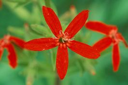 Photo of royal catchfly flowers