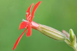 Photo closeup of single royal catchfly flower, side view