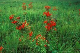 Photo of royal catchfly flowers blooming in a prairie
