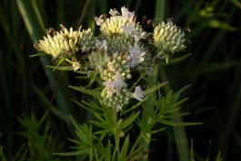 Photo of slender mountain mint blooming