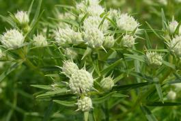 Photo of slender mountain mint flower clusters in bud