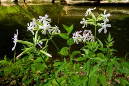 Photo of soapwort plants and flowers