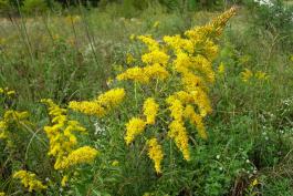Photo of tall goldenrod plant with flowers