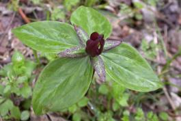 Photo of an abnormal, four-parted wake robin, or trillium, plant with flowers