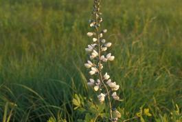 Photo of white wild indigo plant with flowering stalk amid prairie grasses