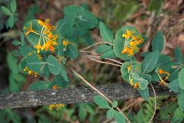 Photo of yellow honeysuckle vine showing leaves and flowers