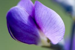 Photo of blue false indigo closeup of single flower