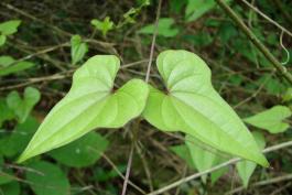 Photo of a pair of Chinese yam leaves