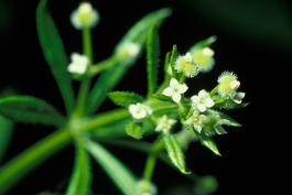 Photo of cleavers flower cluster with developing fruits