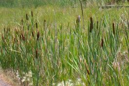 Photo of common cattail colony