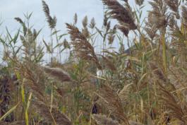 Photo of common reed, late-season mature plants