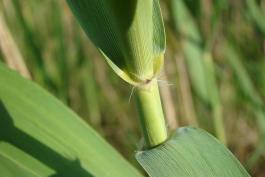 Photo of common reed, closeup of leaf collar
