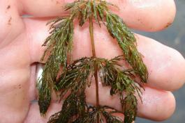 Photo of coontail aquatic plant held in a person's hand