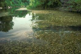 Photo of a large curly pondweed colony in a pond