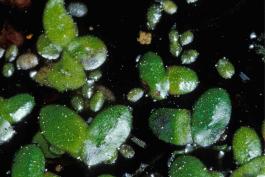 Photo of common duckweed fronds on water surface