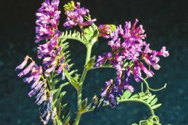 Photo of hairy vetch flower clusters and leaves