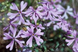 Photo of sand phlox several flowers showing cleft petal lobes