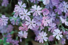 Photo of sand phlox several flowers in a colony