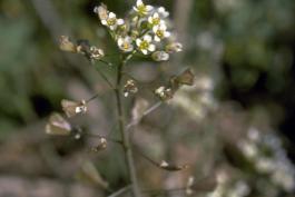 Photo of shepherd’s purse plant and flowers