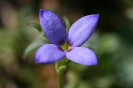 Photo of small bluet flower showing purplish center