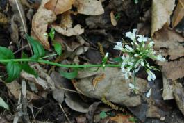 Photo of spring cress plant with flowers